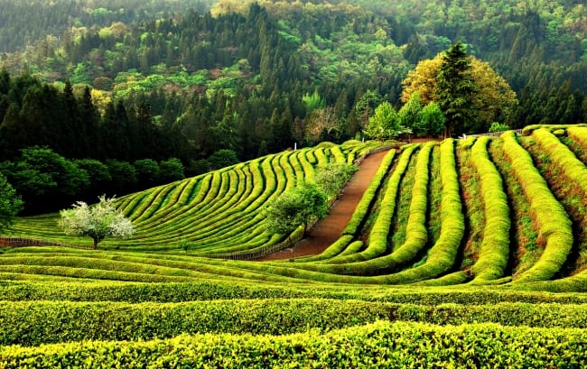 cánh đồng trà ở boseong