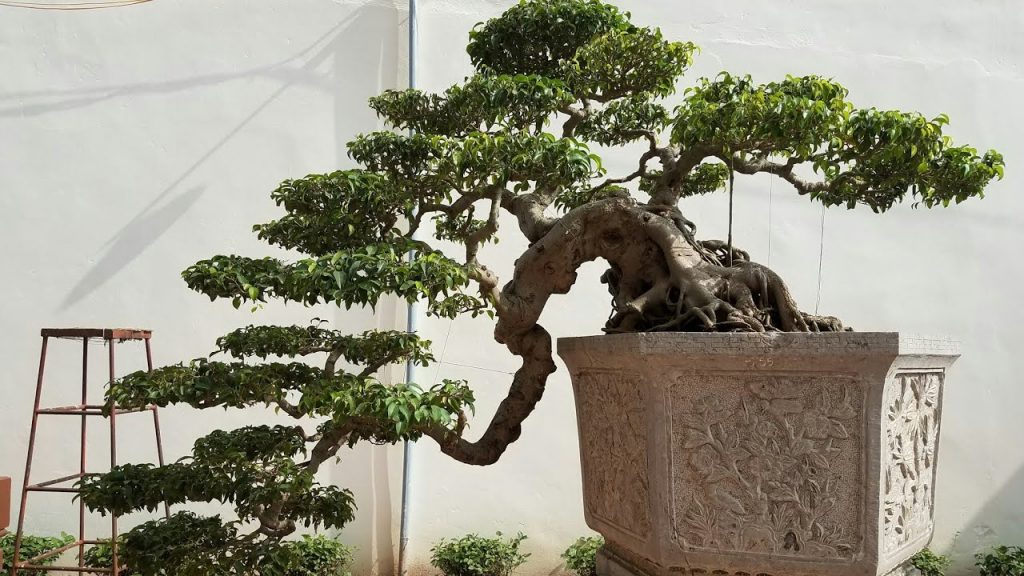 thế thác đổ bonsai